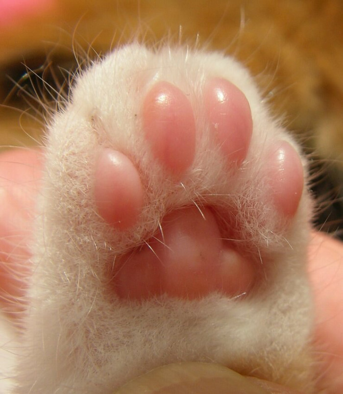 Fluffy Beans